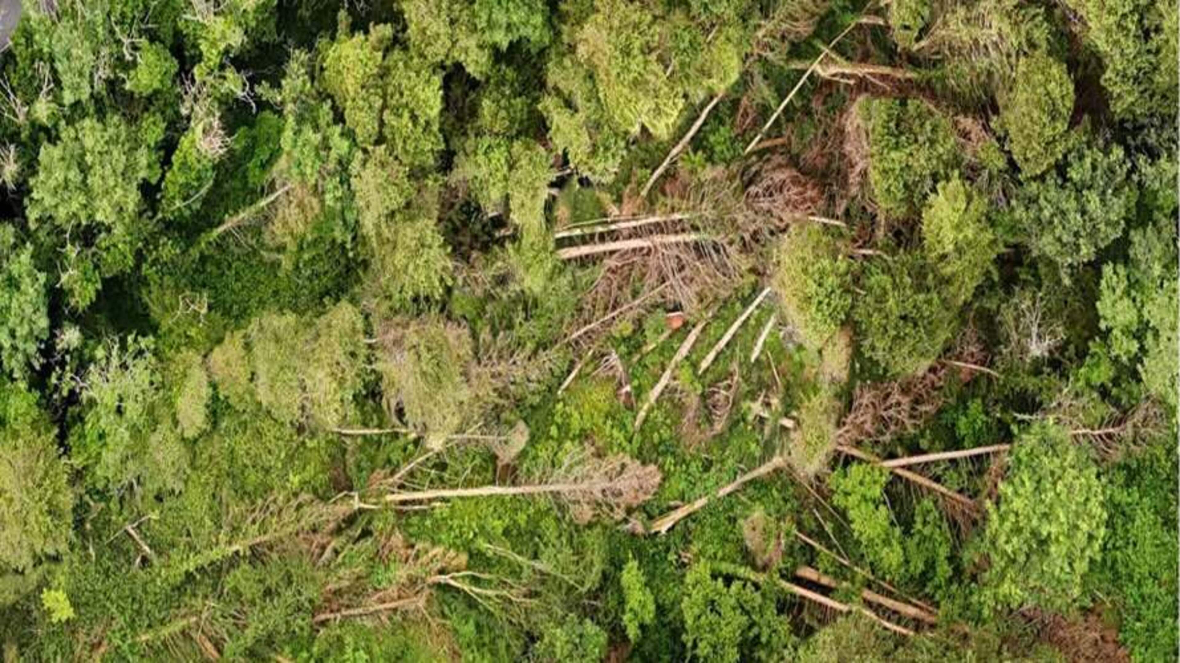 Pathway closures and 24h patrols in Galway’s Merlin Woods following damage at works site